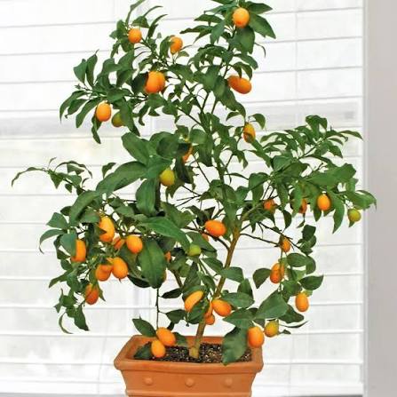 Citrus japonica 'Nagami' (standard form)