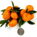 Citrus kinokuni 'Kishu'