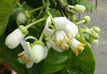 Citrus maxima 'Tahitian'