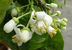 Citrus maxima 'Tahitian'
