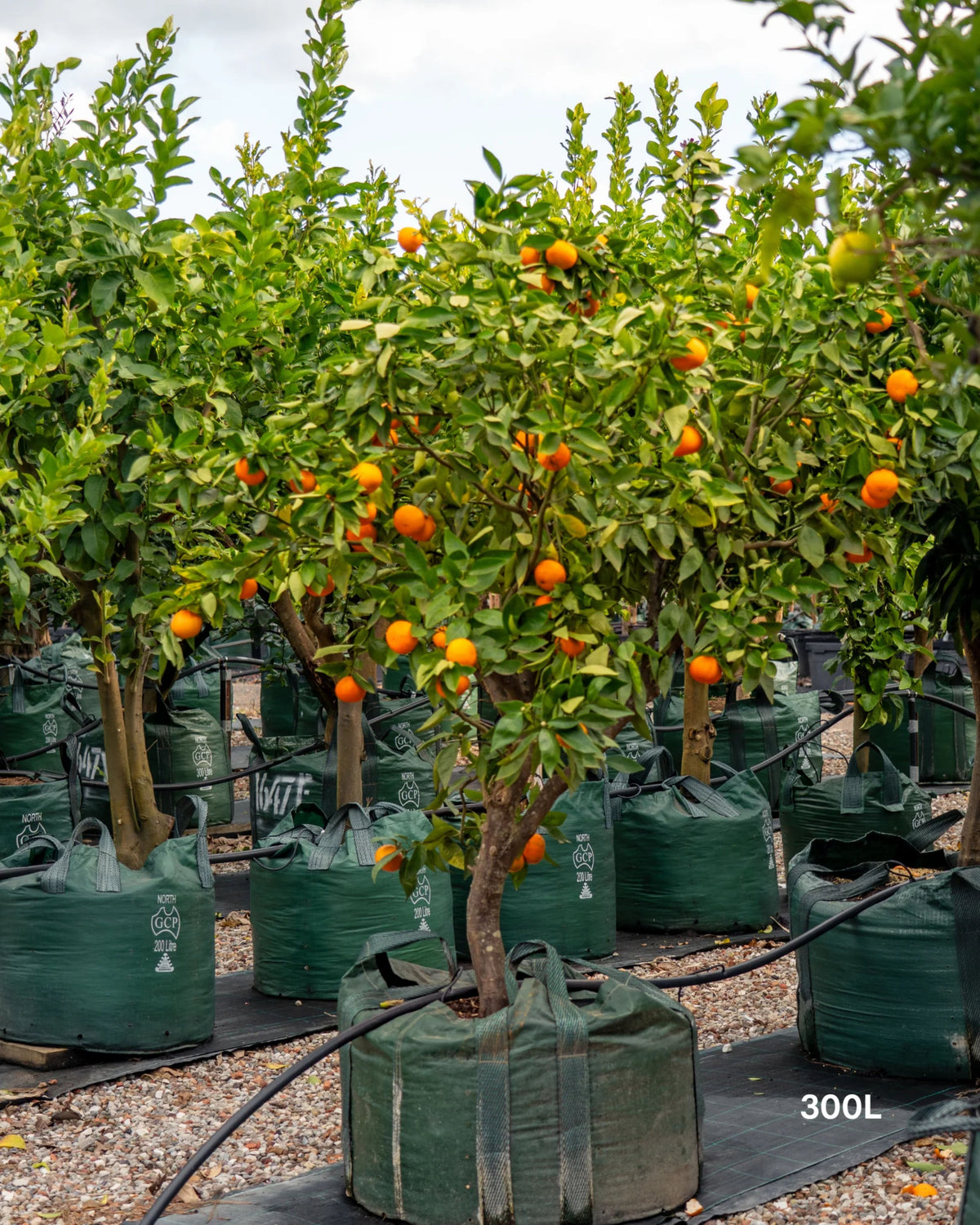Citrus reticulata 'Clementine' (patio form)