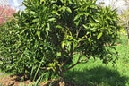 Citrus reticulata 'Clementine'