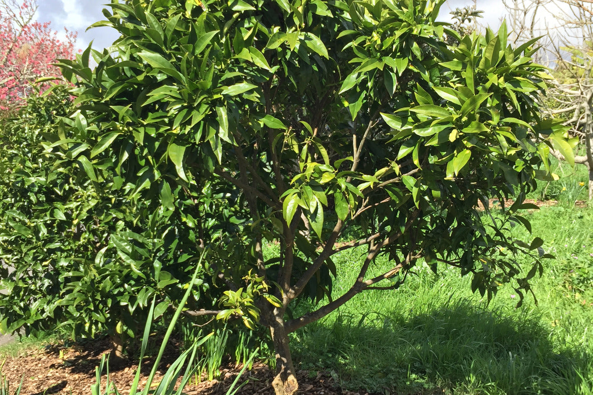 Citrus reticulata 'Clementine'