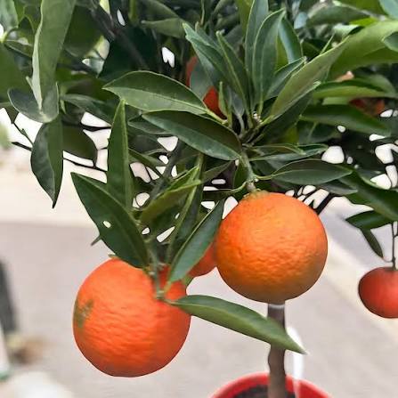 Citrus reticulata 'Clementine'