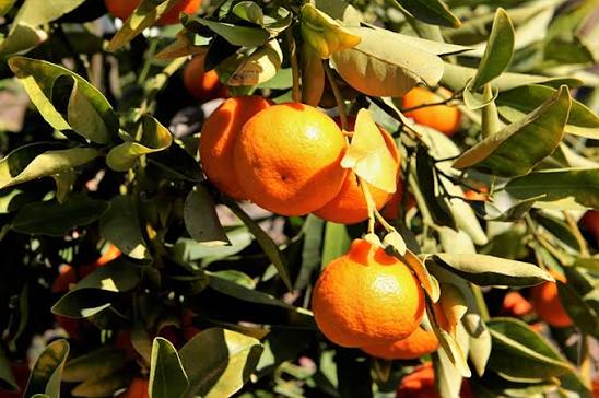 Citrus reticulata 'Dancy'