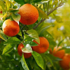 Citrus reticulata 'Dancy'