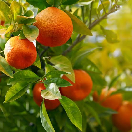 Citrus reticulata 'Dancy'
