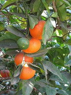Citrus reticulata 'Honey'