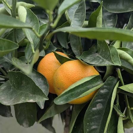 Citrus reticulata 'W. Murcott'