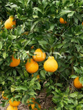 Citrus reticulata 'Shiranui'