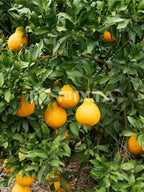 Citrus reticulata 'Shiranui'