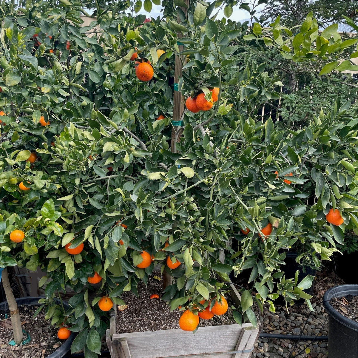 Citrus reticulata 'Tahoe Gold' (standard form)