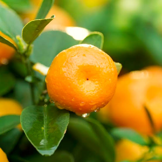 Citrus reticulata 'W. Murcott' (standard form)