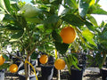 Citrus sinensis 'Barnfield' (standard form)