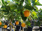 Citrus sinensis 'Barnfield' (standard form)