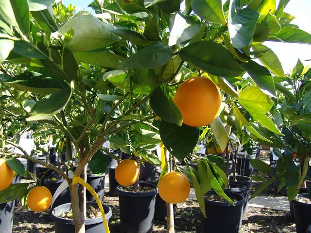 Citrus sinensis 'Barnfield' (standard form)
