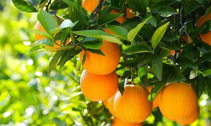 Citrus sinensis 'Barnfield' (standard form)