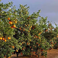 Citrus sinensis 'Cara Cara'