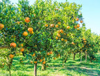 Citrus sinensis 'Cara Cara'