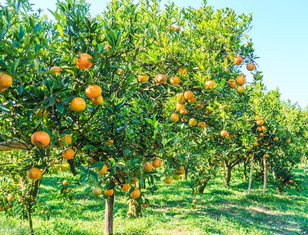 Citrus sinensis 'Cara Cara'