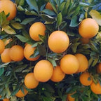 Citrus sinensis 'Midknight Valencia'