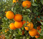 Citrus sinensis 'Midknight Valencia'