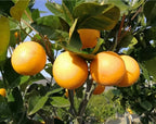 Citrus sinensis 'Sanguinelli' (standard form)