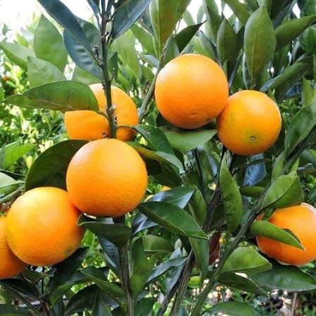 Citrus sinensis 'Washington' (dwarf form)