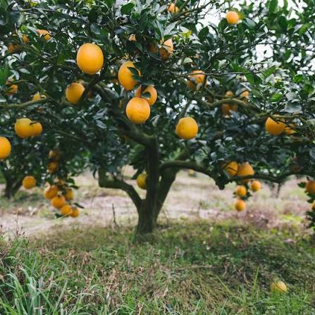 Citrus sinensis 'Washington' (dwarf form)