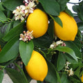 Citrus × 'Cocktail' (standard citrus hybrid)