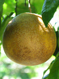 Citrus × 'Flame' (standard form)