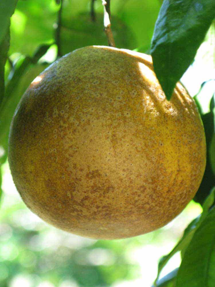 Citrus × 'Flame' (standard form)