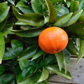 Citrus × 'Lee' (standard form)