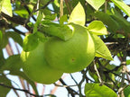 Citrus × 'Oroblanco'
