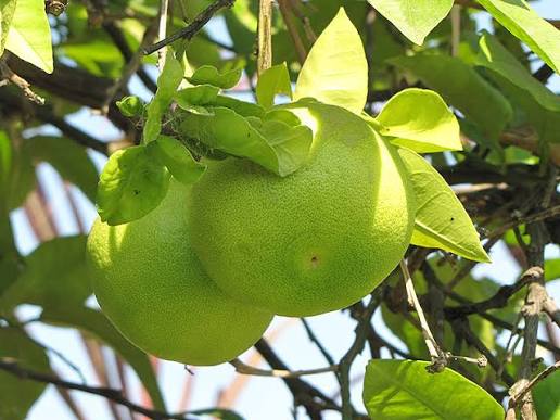 Citrus × 'Oroblanco'