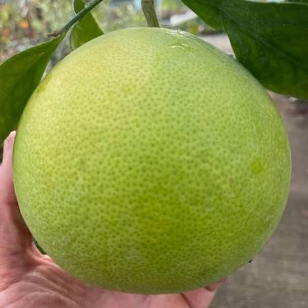 Citrus × 'Oroblanco'