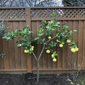 Citrus × 'Oroblanco'