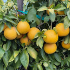 Citrus × 'Oroblanco'