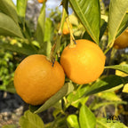 Citrus × aurantiifolia 'Mexican'