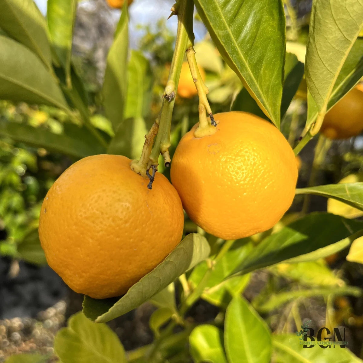 Citrus × aurantiifolia 'Mexican'