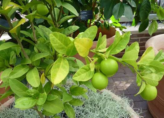Citrus × aurantiifolia 'Mexican Thornless' (dwarf form)