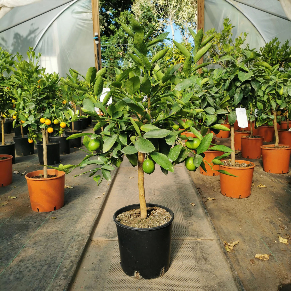 Citrus × aurantiifolia 'Mexican' (standard form)