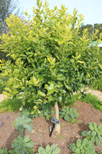 Citrus × latifolia 'Bearss'