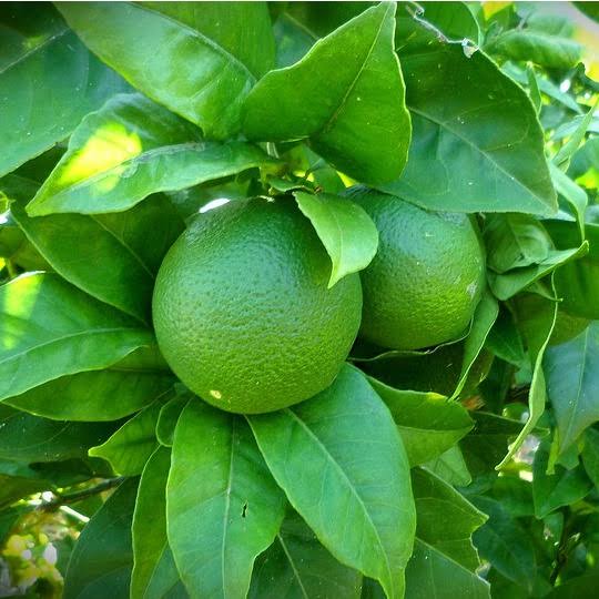 Citrus × latifolia 'Bearss'