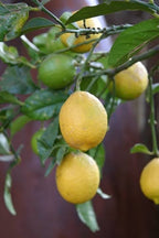 Citrus × limon 'Eureka' (standard form)