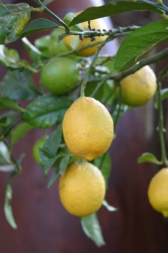 Citrus × limon 'Eureka' (standard form)