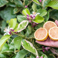 Citrus × limon 'Eureka Pink Variegated'