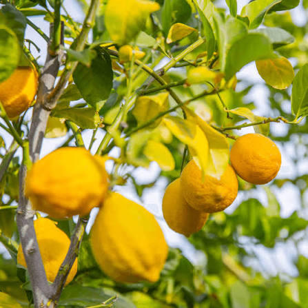 Citrus × limon 'Eureka' (standard form)