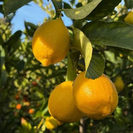 Citrus × limon 'Eureka' (standard form)