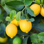 Citrus × limon 'Lisbon'